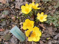/album/fotogalerie-nabidka/eranthis-schlyters-triump-jpg/